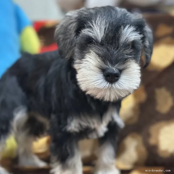 ID：2501-00191の子犬