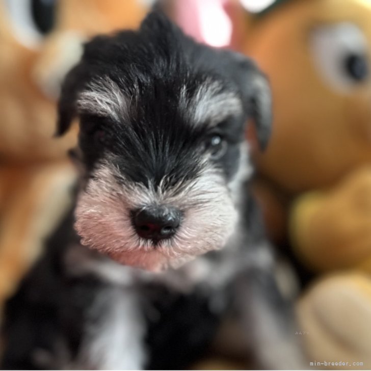 ブリーダー画像