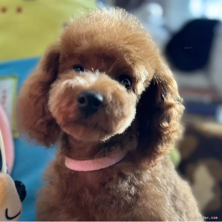 ID:2503-02954の子犬