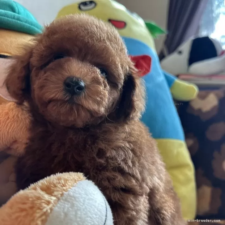 ID:2503-02957の子犬