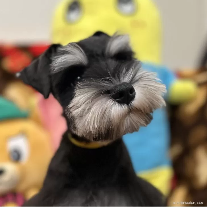 ミニチュアシュナウザー【愛知県・男の子・2025年7月27日・ブラック&amp;シルバー】の写真1「明るい良い子に育ってくれました」