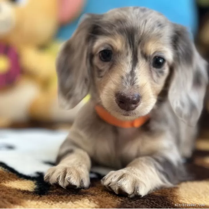 ID：2509-05822の子犬