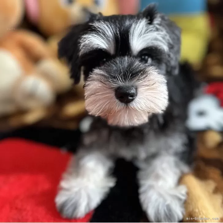 K.H 様のお迎えした子犬