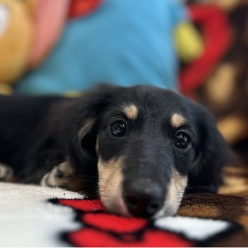 ミニチュアダックスフンド(ロング)【愛知県・男の子・2025年7月23日・ブラック&イエロー】の写真「マイペースな黄緑リボンくん」