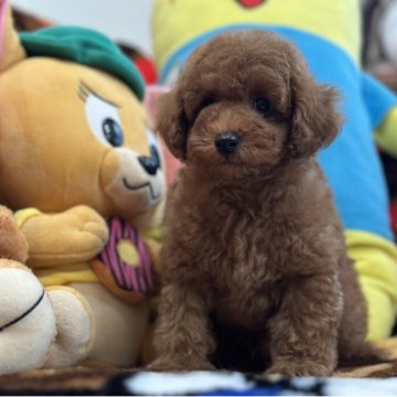 トイプードル(トイ)【愛知県・男の子・2025年9月10日・レッドフォーン】の写真「マイペースな僕は灰色リボン」