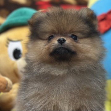 ポメラニアン【愛知県・女の子・2025年9月19日・オレンジ】の写真「ほんわかなわたしは黒リボン」