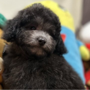 トイプードル(トイ)【愛知県・男の子・2025年9月14日・グレー(シルバー)】の写真「逞しい僕は白リボン」