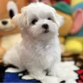 マルチーズ