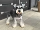 ミニチュアシュナウザー【愛知県・男の子・2025年7月27日・ブラック&シルバー】の写真10「ママです」