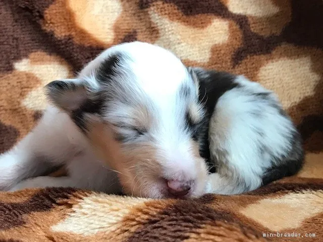 ID:1708-00602の子犬