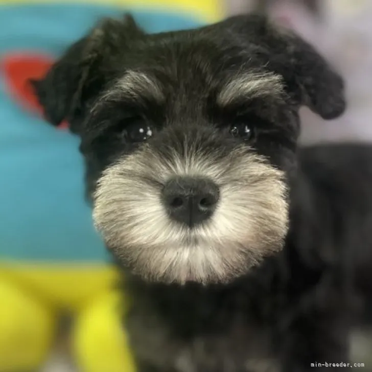 ID:2301-01073の子犬
