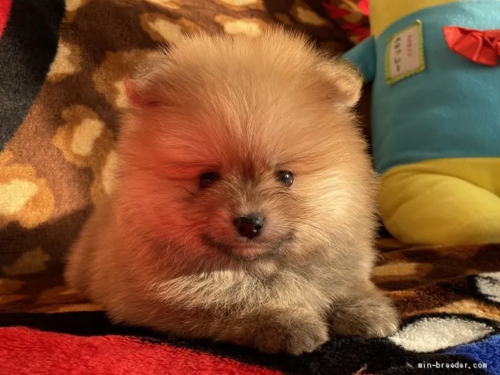 Y.K 様のお迎えした子犬
