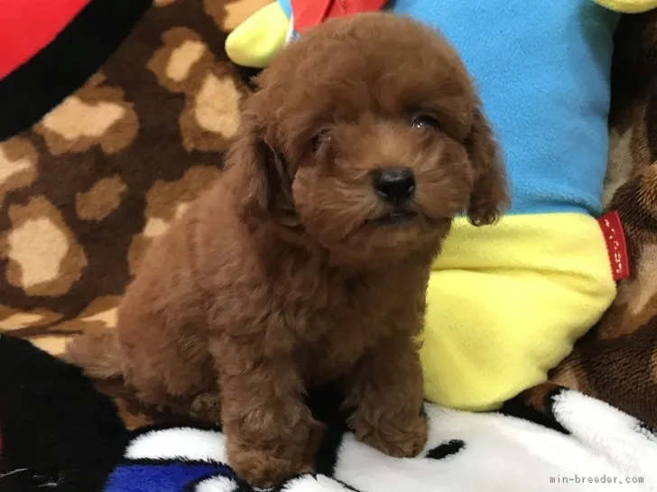 ID:1710-01542の子犬