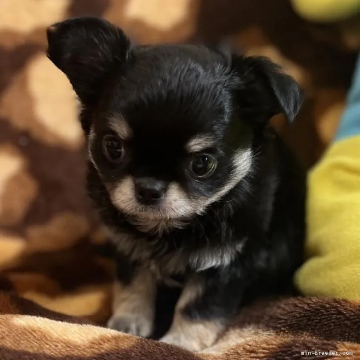 ID:2209-01858の子犬