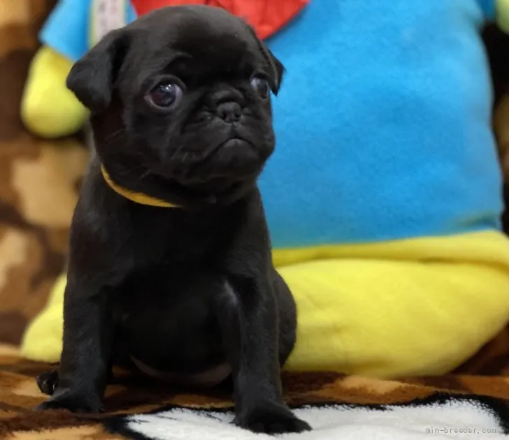 Yasu 様のお迎えした子犬
