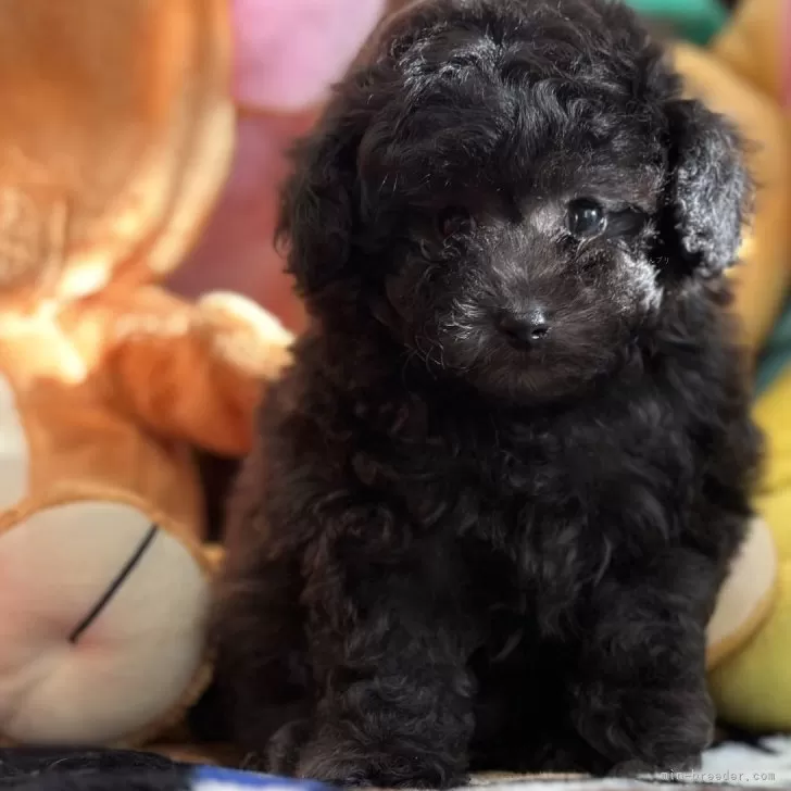 ID：2410-05054の子犬
