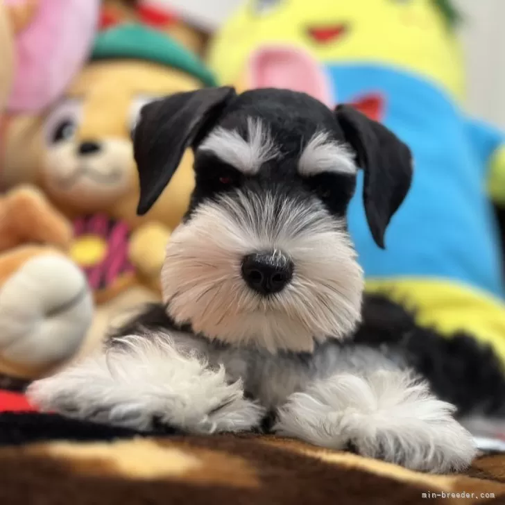 T.T 様のお迎えした子犬