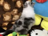 ラフコリー【愛知県・男の子・2017年7月2日・ブルーマール】の写真3「フルカラーしっかり入ってます」