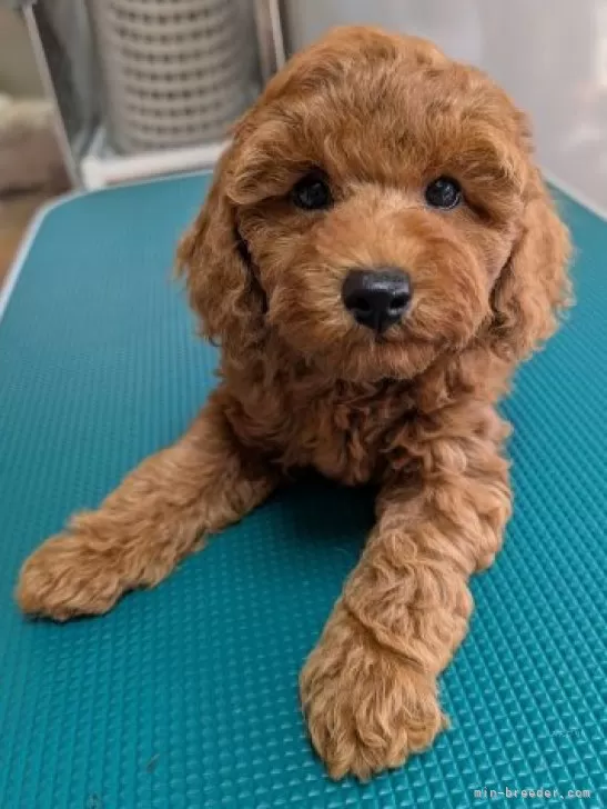 ayhyimam　プードル トイプードル【埼玉県・女の子・2025年7月30日・レッド】可愛い