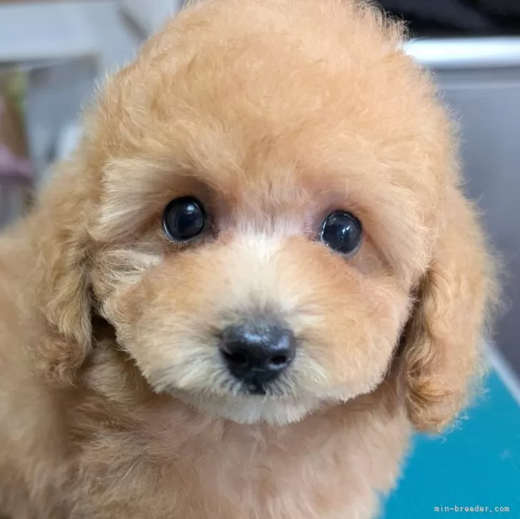 M.M 様のお迎えした子犬