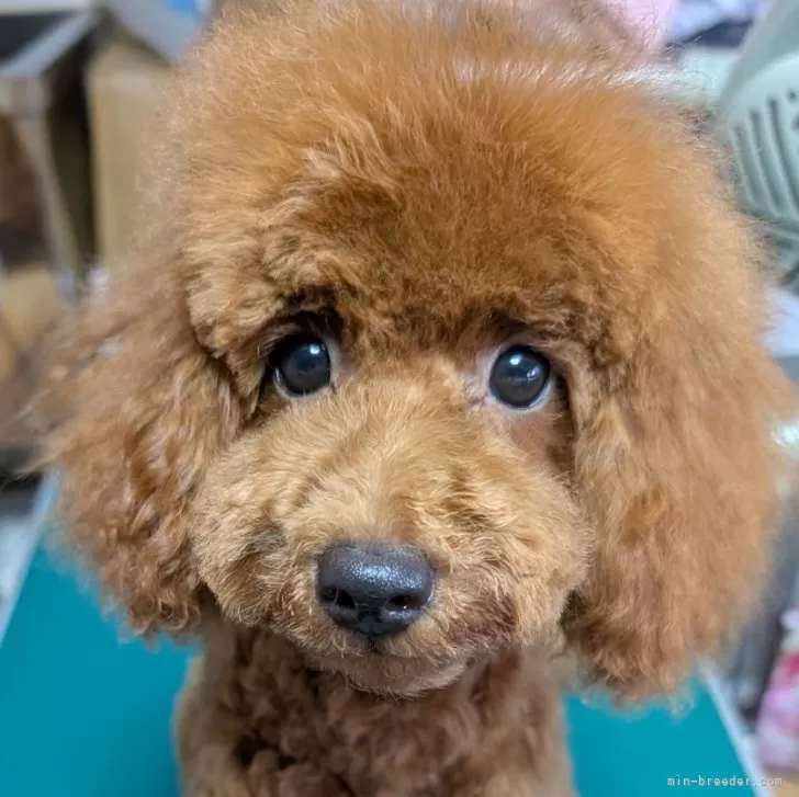 K.A 様のお迎えした子犬