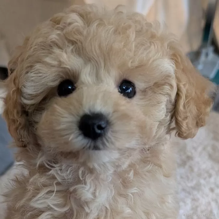 ID:2502-01555の子犬