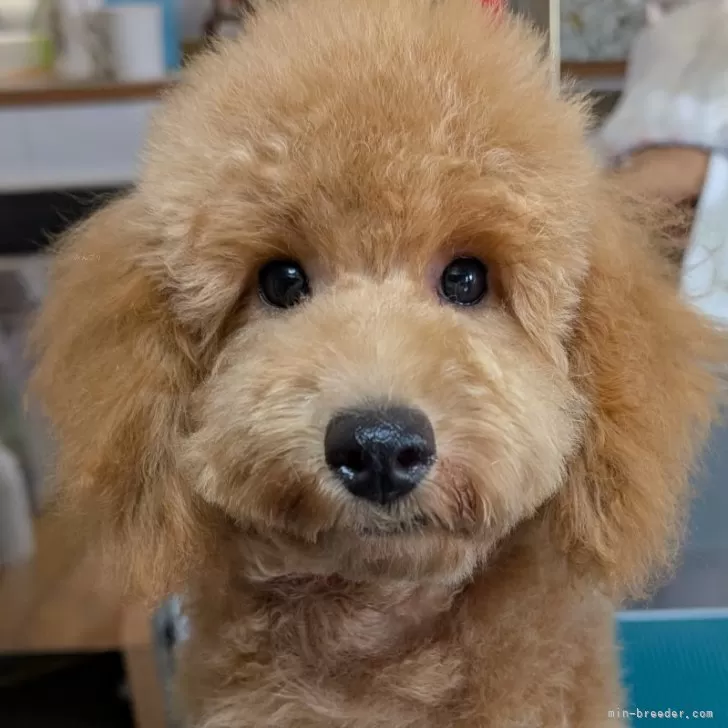 ID：2506-03069の子犬