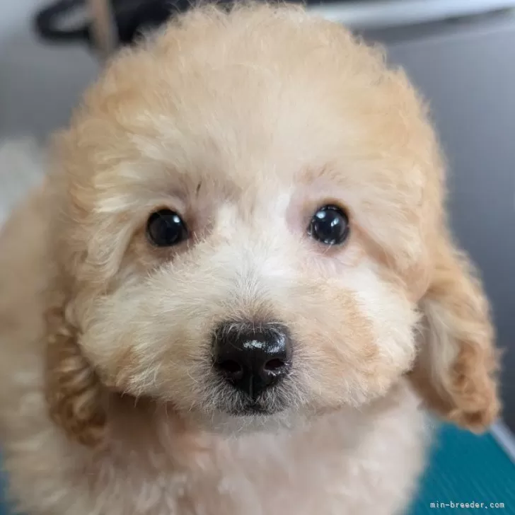 ID:2504-05003の子犬