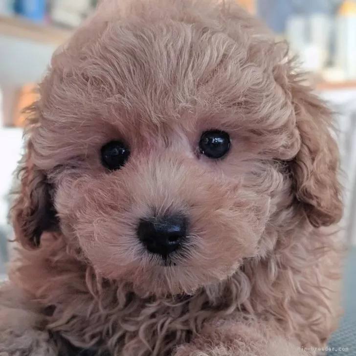 ID:2412-06169の子犬