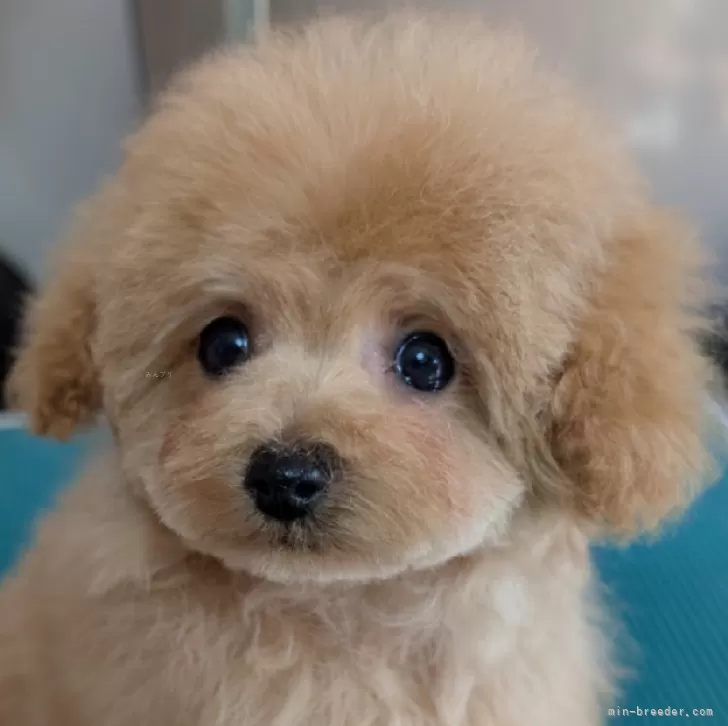 K.M 様のお迎えした子犬