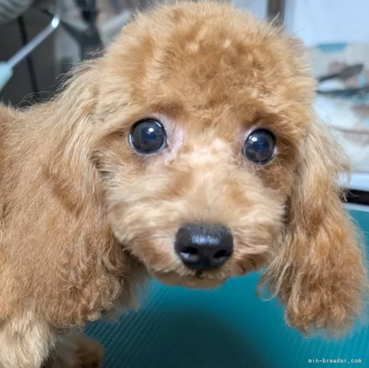 トイプードル(トイ)【埼玉県・男の子・2025年4月14日・レッド】の写真1