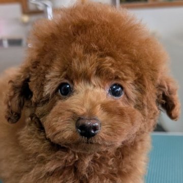 トイプードル(トイ)【埼玉県・男の子・2024年12月9日・レッド】の写真「ドワーフタイプのつぶらな瞳のやんちゃくん🎗️」