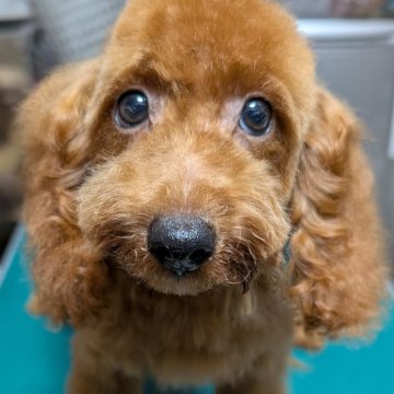 トイプードル(トイ)【埼玉県・男の子・2025年5月3日・レッド】の写真「胸の白毛がチャームポイントのぼく🎗️」