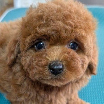 トイプードル(トイ)【埼玉県・女の子・2025年1月22日・レッド】の写真「甘えん坊のお転婆可愛い女の子🎗️」