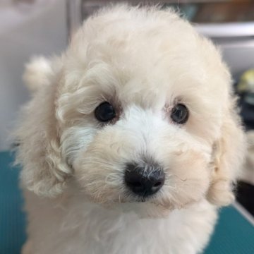 トイプードル(トイ)【埼玉県・男の子・2024年8月27日・クリーム】の写真「白寄りのクリーム色の可愛い男の子🌟」