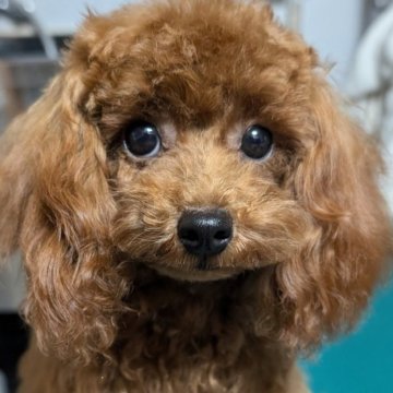 トイプードル(タイニー)【埼玉県・女の子・2024年5月9日・レッド】の写真「小さめと〜っても可愛いお顔の女の子🎀」