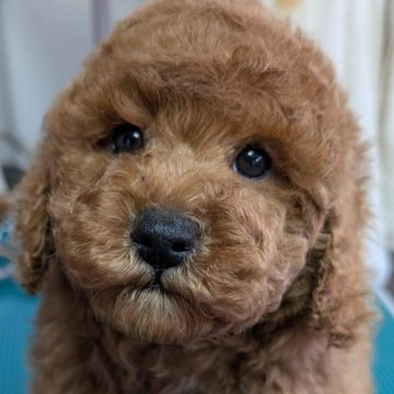 トイプードル(トイ)【埼玉県・男の子・2025年1月21日・レッド】の写真「7㎏超え予想のおっきなデカプー男の子」