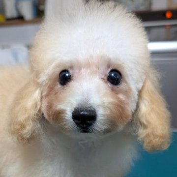 トイプードル(タイニー)【埼玉県・女の子・2025年4月20日・ペールフォーン】の写真「可愛いお顔の元気な女の子🎀」