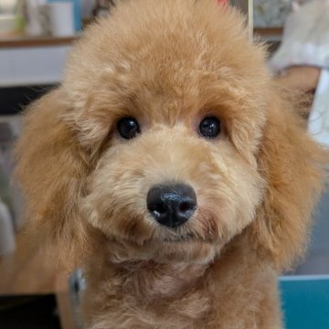トイプードル(トイ)【埼玉県・男の子・2025年4月6日・アプリコット】の写真「マイペースな元気なデカプー男の子サンくん🎗️」