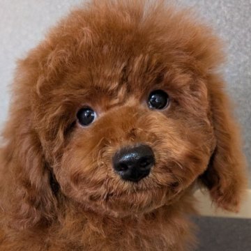 トイプードル(トイ)【埼玉県・男の子・2025年7月30日・レッド】の写真「白い胸毛がチャームポイント✨️でかプー男の子🎗️」