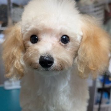 トイプードル(タイニー)【埼玉県・男の子・2025年5月3日・ペールフォーン】の写真「可愛いお顔の癒し系男の子🎗️」