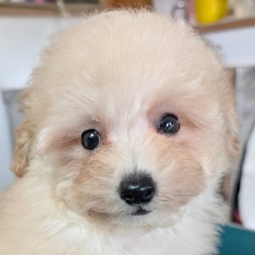 タイニープードル【埼玉県・女の子・2025年5月3日・ペールフォーン】の写真「可愛いお顔の癒し系女の子🎀」