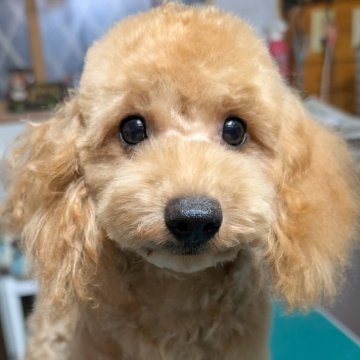 トイプードル(トイ)【埼玉県・男の子・2025年4月6日・アプリコット】の写真「すばしっこい可愛い男の子🎗️」