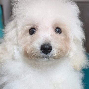 トイプードル(タイニー)【埼玉県・男の子・2025年4月14日・ホワイト】の写真「可愛いお顔のおっとり？な男の子🎗️」