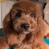 トイプードル(トイ)