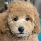 トイプードル(トイ)
