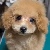 タイニープードル