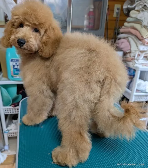 トイプードル♡大きいサイズ 楽天市場】トイプードル ぬいぐるみ リアル 犬｜実物大サイズで