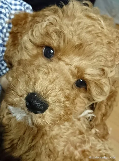 プク 様のお迎えした子犬