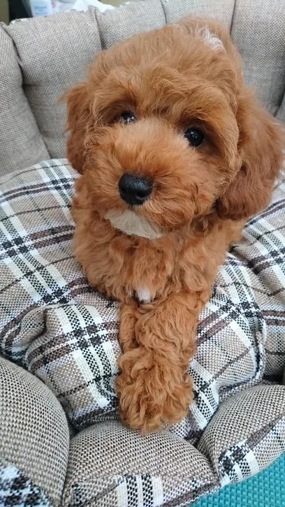 エル&アイ 様のお迎えした子犬